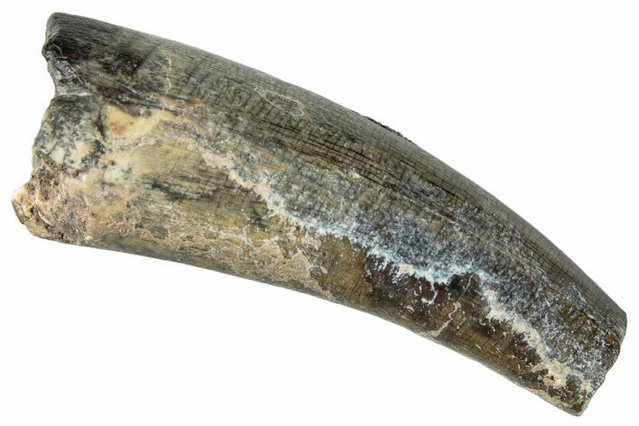 Dinosaur-Eating Crocodile (Sarcosuchus) Tooth - Niger #282092